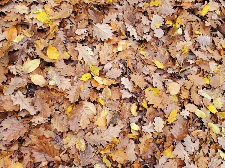 ペンション Domaine Du Val Sauvage