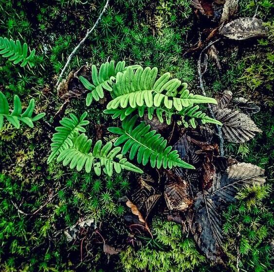 ペンション Domaine Du Val Sauvage