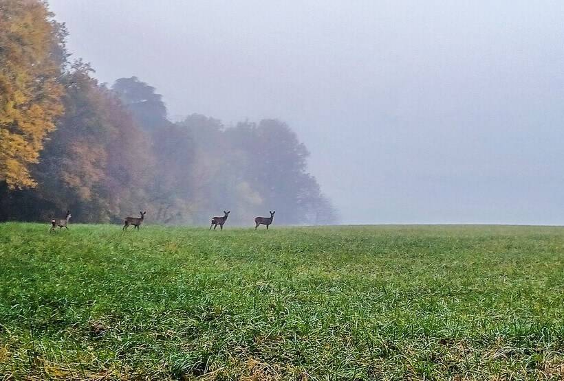 ペンション Domaine Du Val Sauvage