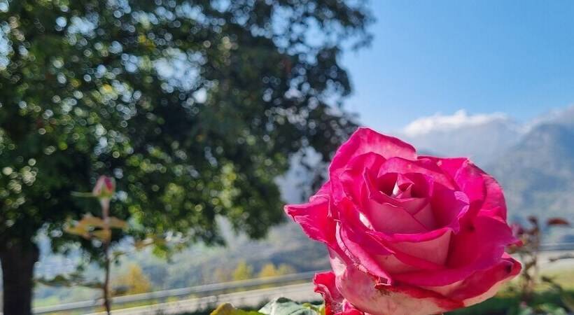 مبيت وإفطار Lo Noyer Et Les Roses