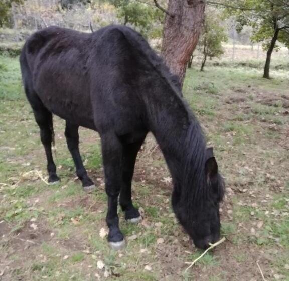 펜션 Antico Palmento Dell Etna