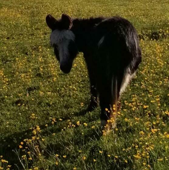بنسيون Durham Donkey Rescue Shepherd S Hut