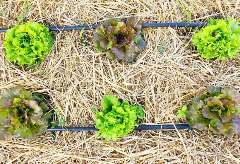 צימר Nostos Casale