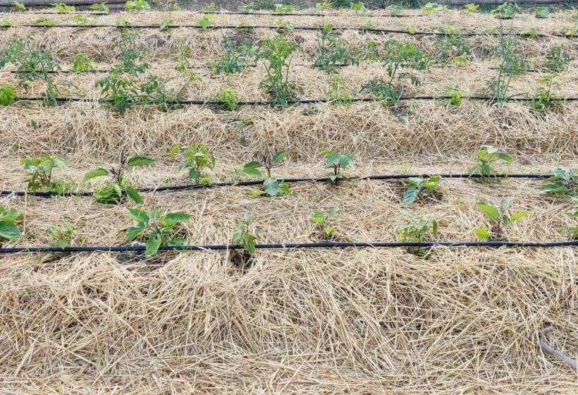 צימר Nostos Casale