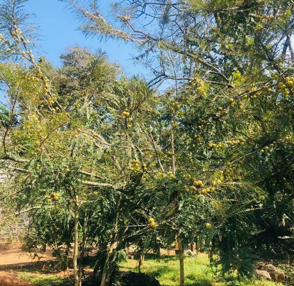 Отель The Tamarai Yelagiri