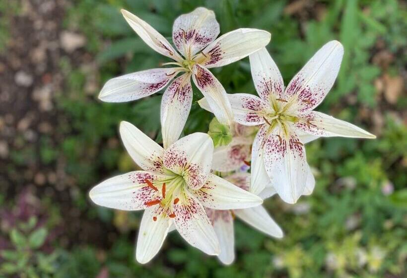 פנסיון Célézen