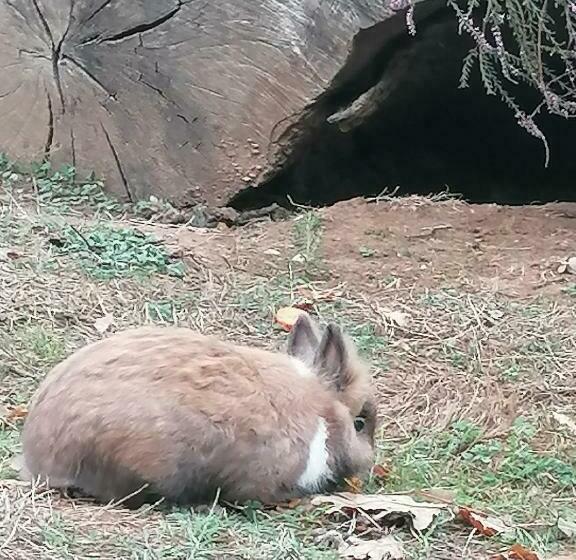 צימר L Orée Des Bois Chambre Châtaigner