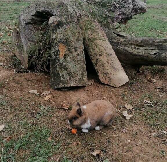צימר L Orée Des Bois Chambre Châtaigner
