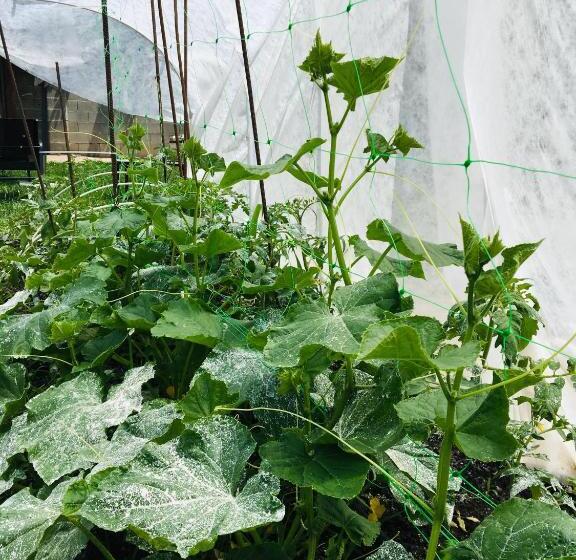 膳宿费 стаи за гости димитрови