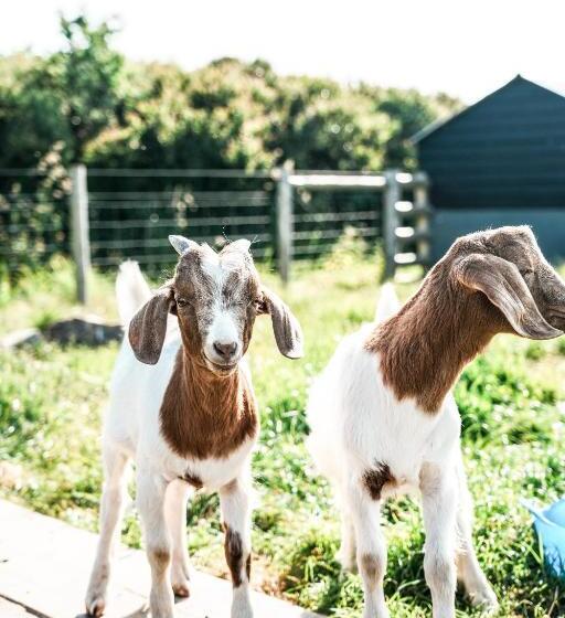 צימר Macdonald S Farm