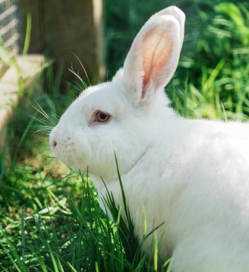 צימר Macdonald S Farm