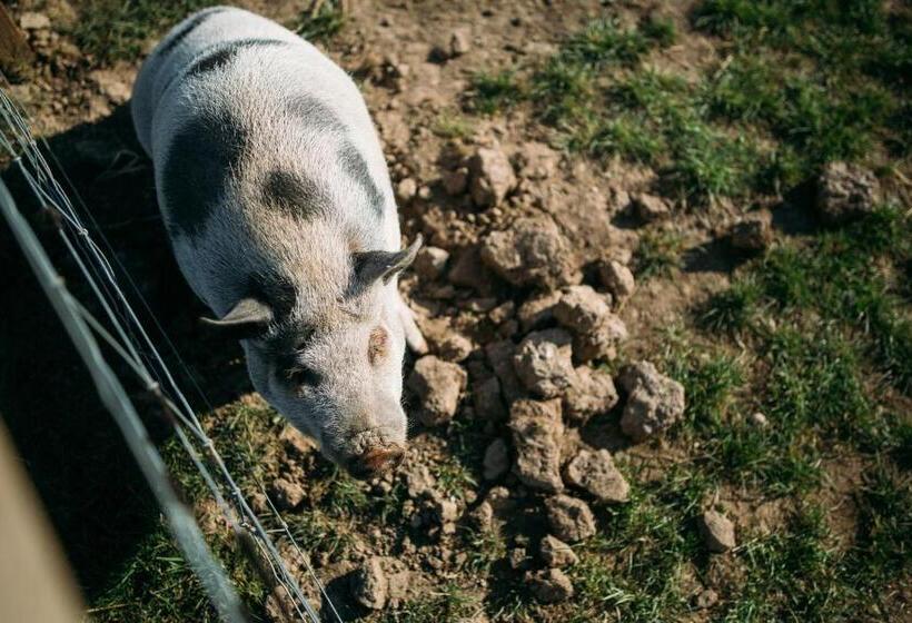 צימר Macdonald S Farm