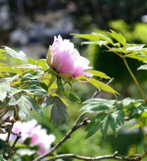 بنسيون Art And Sport Pinè