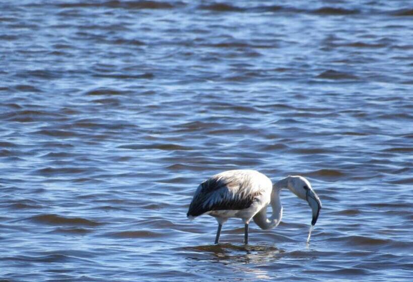 بنسيون Aveiro House