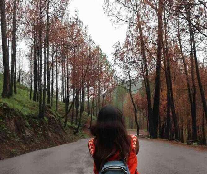 Cozy Solan Apartment With Stunning Views