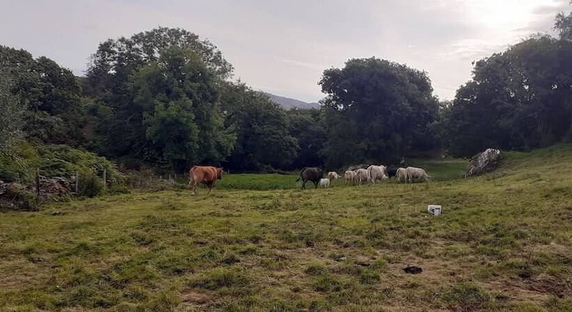 Cuckoo Tree House Glengarriff Beara Peninsula