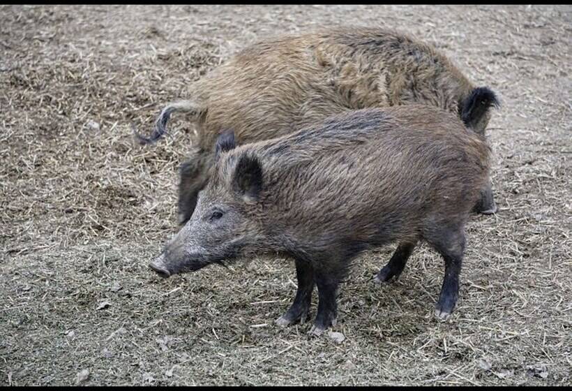 The House To Stay For Holidays