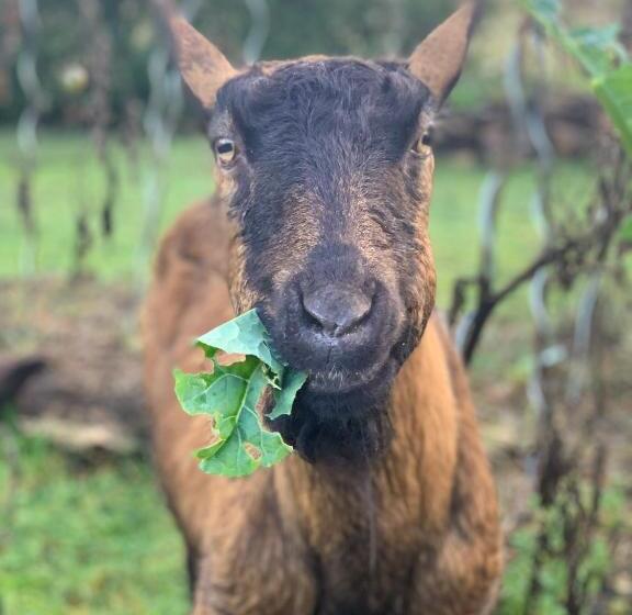 مبيت وإفطار La Grenouillère   Chambre D Hôtes De Charme