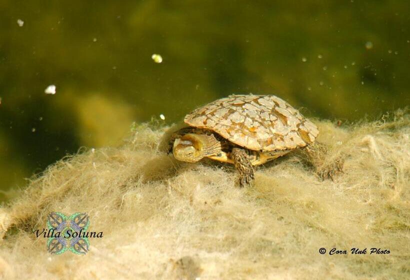 צימר Villa Soluna