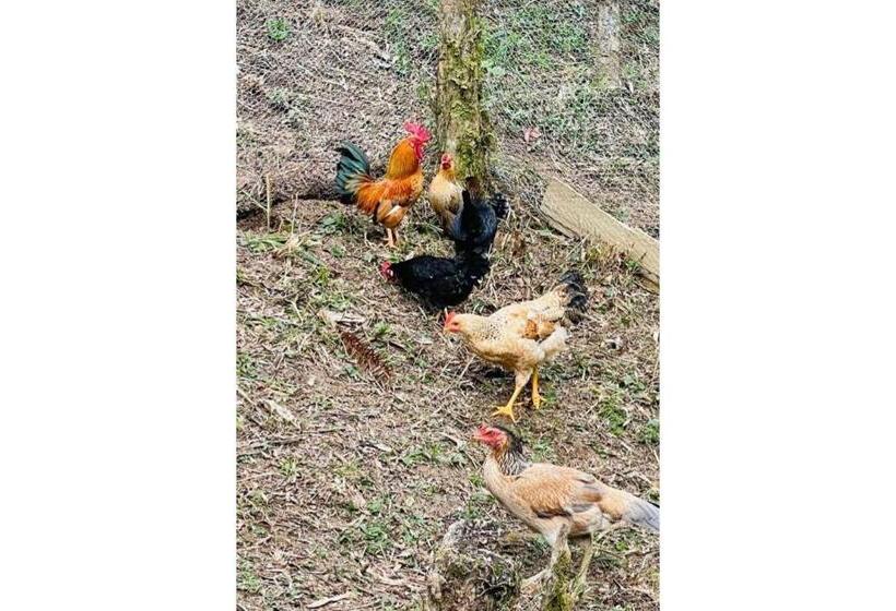 پانسیون Floresta Secreta  Pousada Cachoeira Da Neve