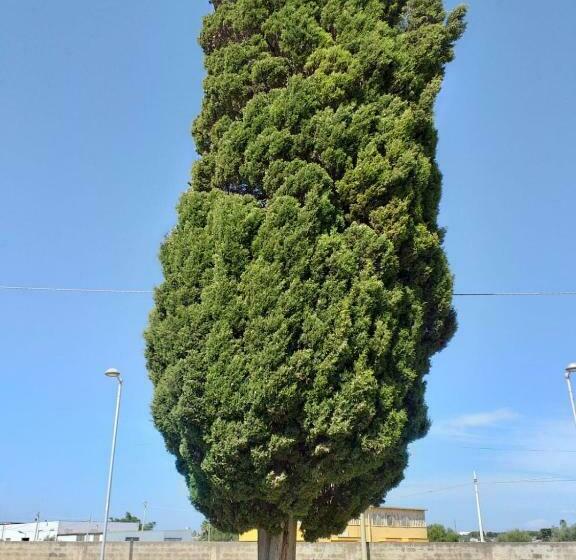 تختخواب و صبحانه L Albero Bello Holiday