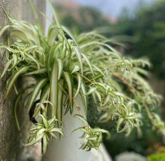 ベッドアンドブレックファースト Palazzo Vecchio Cocumola