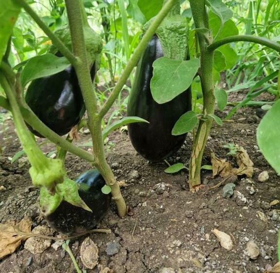 ペンション En Vacances