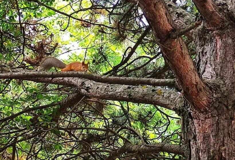 هتل Holiday Borjomi