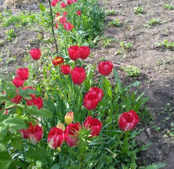 Premont Studios Ghimbav