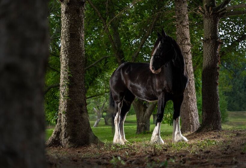 مبيت وإفطار Apple Pony Inn