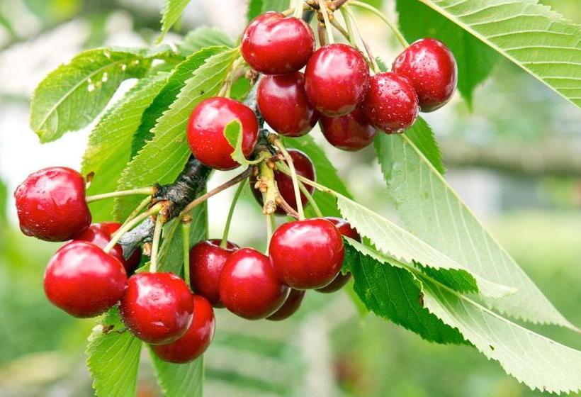 ベッドアンドブレックファースト Le Acacie