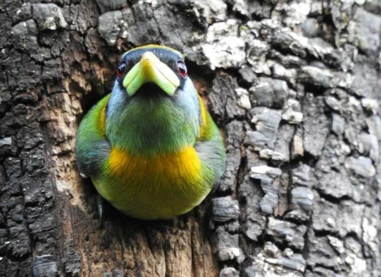 פנסיון La Posada De Las Aves