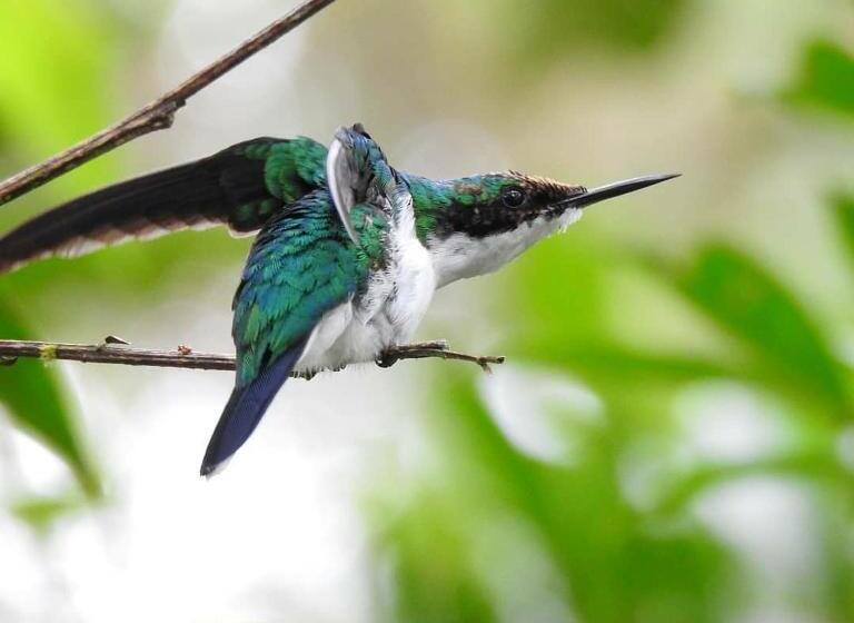 פנסיון La Posada De Las Aves