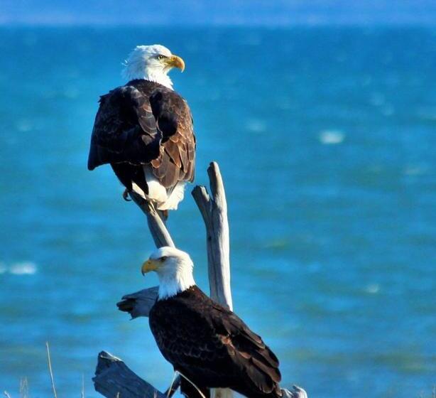 تختخواب و صبحانه Alaska Halcyon Heights Inn