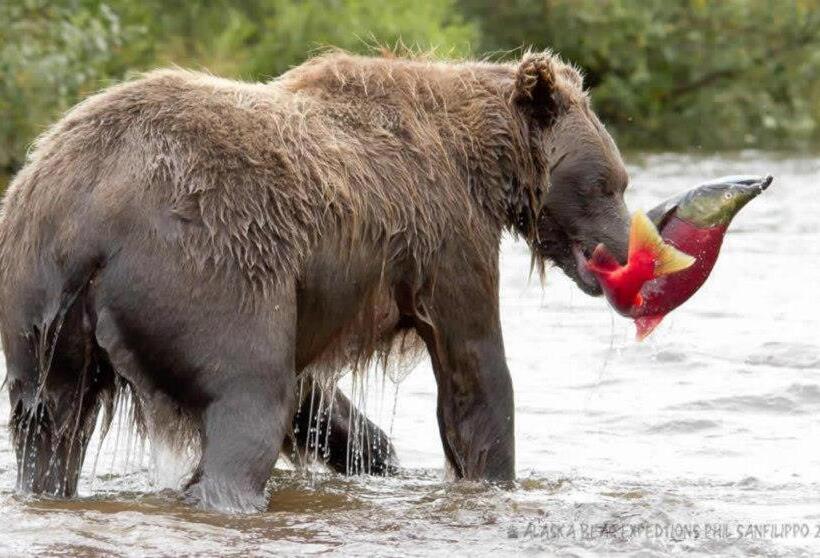 تختخواب و صبحانه Alaska Halcyon Heights Inn