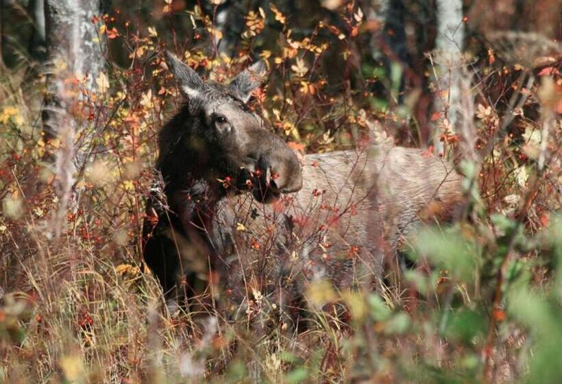 تختخواب و صبحانه Alaska Halcyon Heights Inn