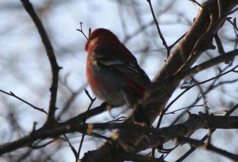 تختخواب و صبحانه Alaska Halcyon Heights Inn