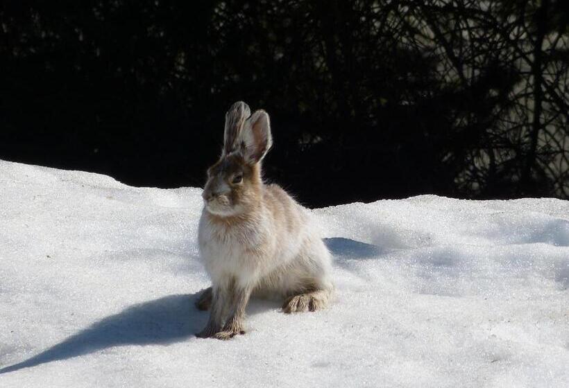 住宿加早餐  Alaska Halcyon Heights Inn