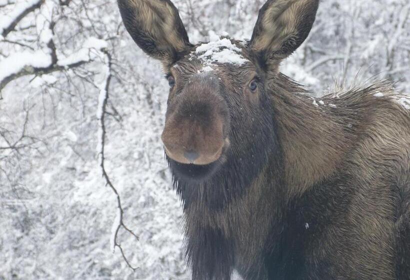 تختخواب و صبحانه Alaska Halcyon Heights Inn