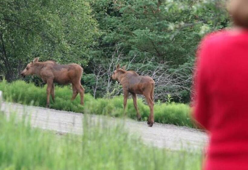 住宿加早餐  Alaska Halcyon Heights Inn