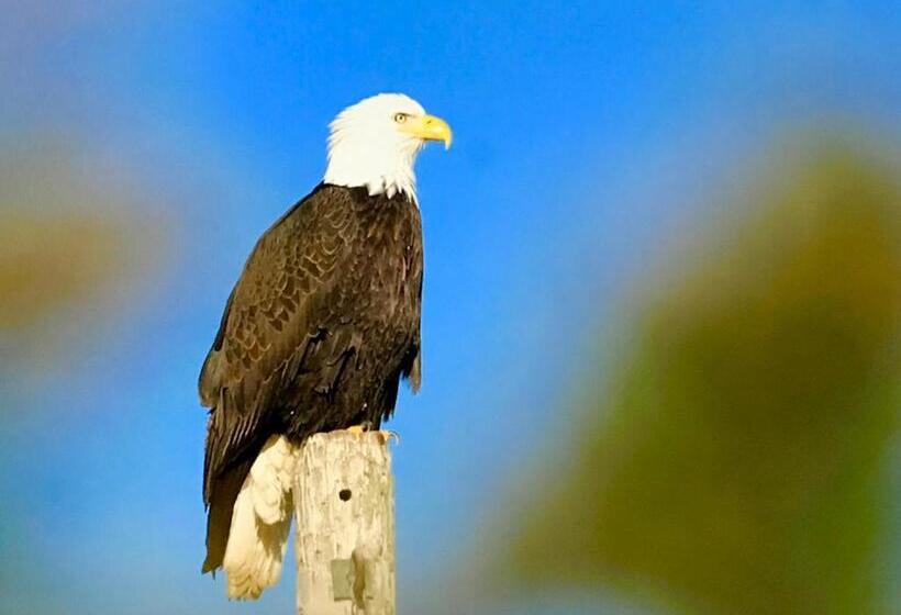 住宿加早餐  Alaska Halcyon Heights Inn