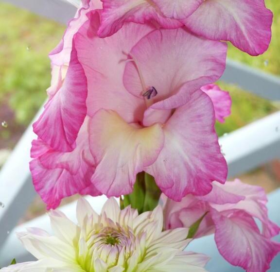 住宿加早餐  Alaska Halcyon Heights Inn