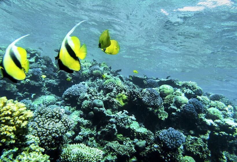 فندق Robinson Soma Bay