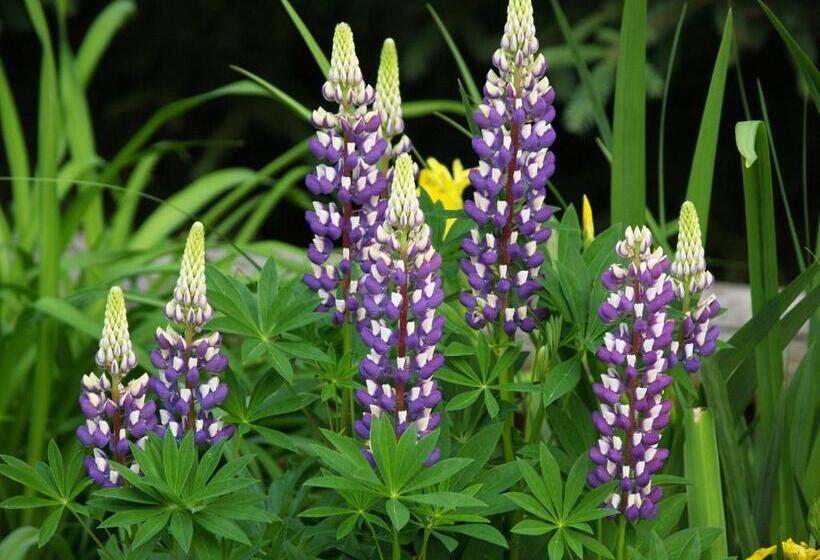 فندق Wilson Lake Inn