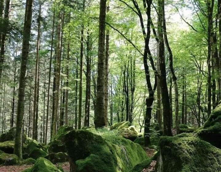 B & B Il Sottobosco