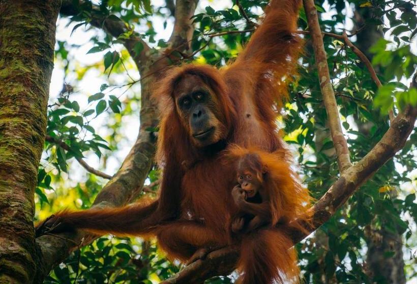 Orangutan Orchard Bungalow & Eco Jungle Trekking Activity