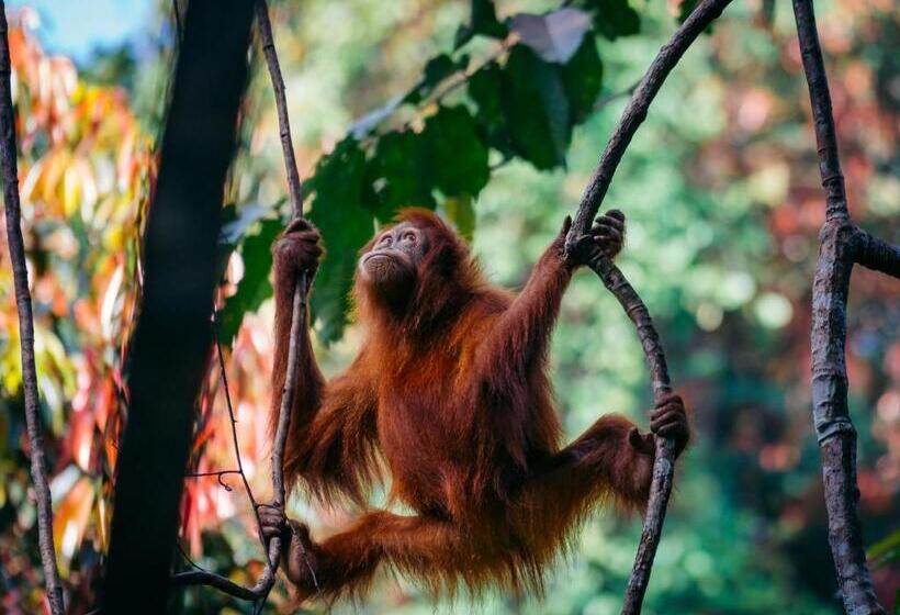 Orangutan Orchard Bungalow & Eco Jungle Trekking Activity