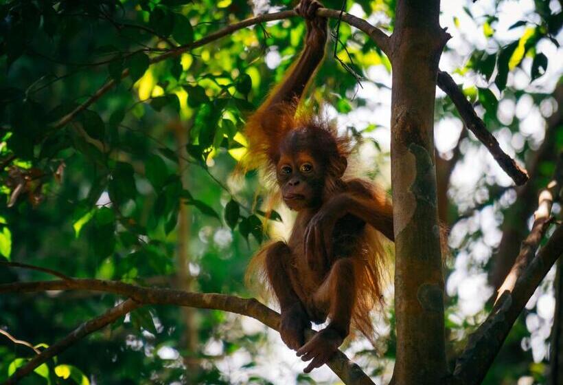 Orangutan Orchard Bungalow & Eco Jungle Trekking Activity