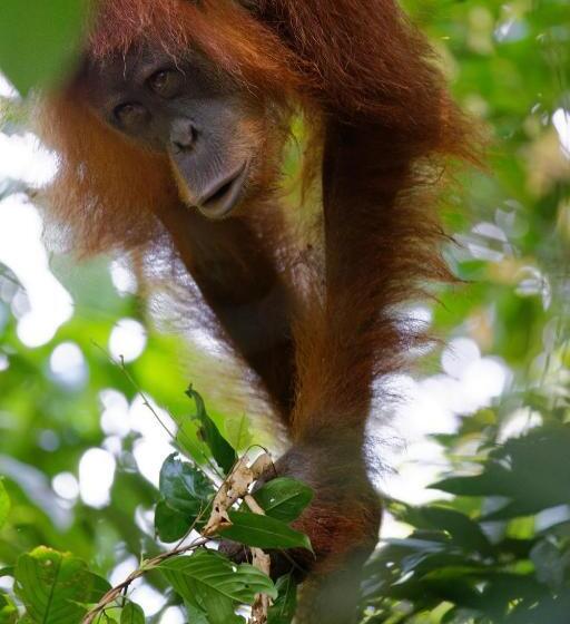 Orangutan Orchard Bungalow & Eco Jungle Trekking Activity