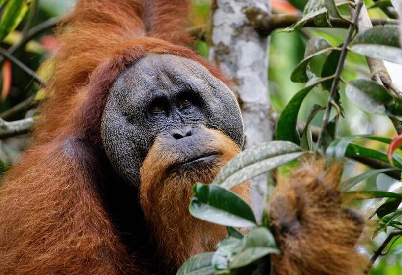 Orangutan Orchard Bungalow & Eco Jungle Trekking Activity